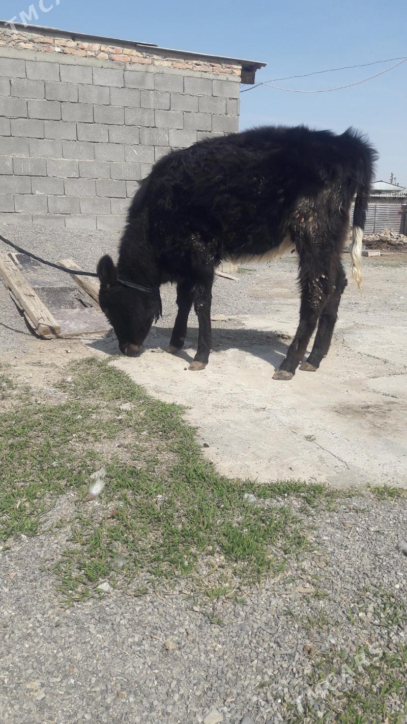 tuwe Gibrit - Гёкдепе - img 1