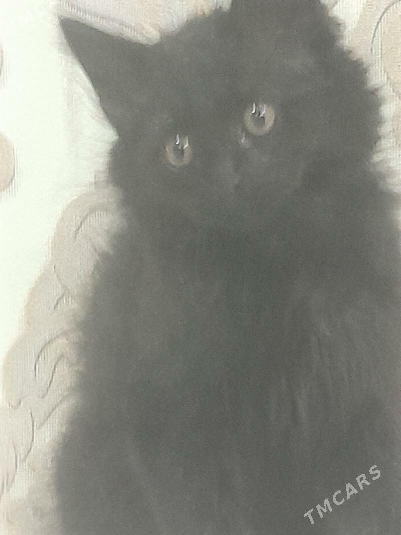 pisik - Daşoguz - img 1