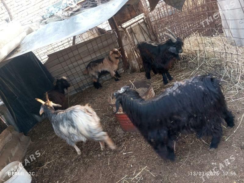 geçiler - Farap - img 1