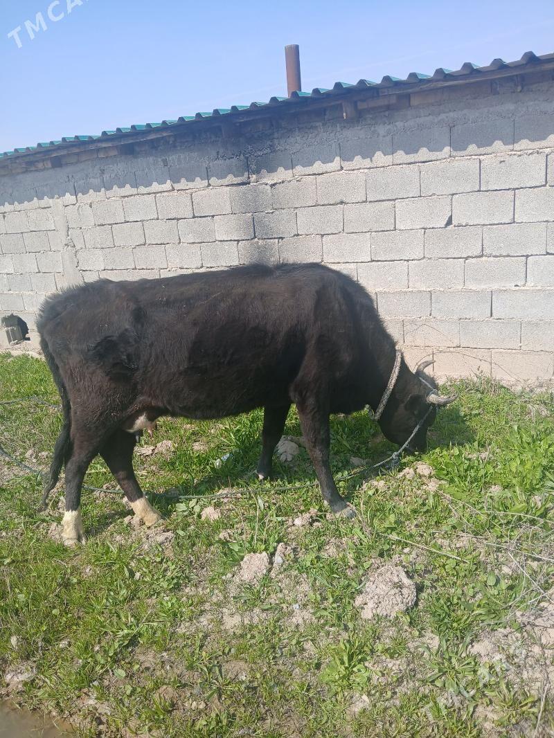 sygyr - Aşgabat - img 1