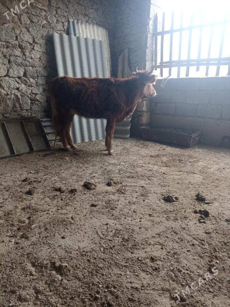 Gacar 2yas - Берекет - img 1