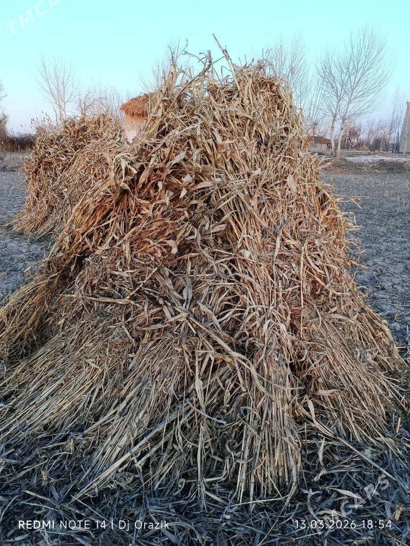 Mal oty Yylanly S.Cerkez d/b - Gurbansoltan Eje - img 1