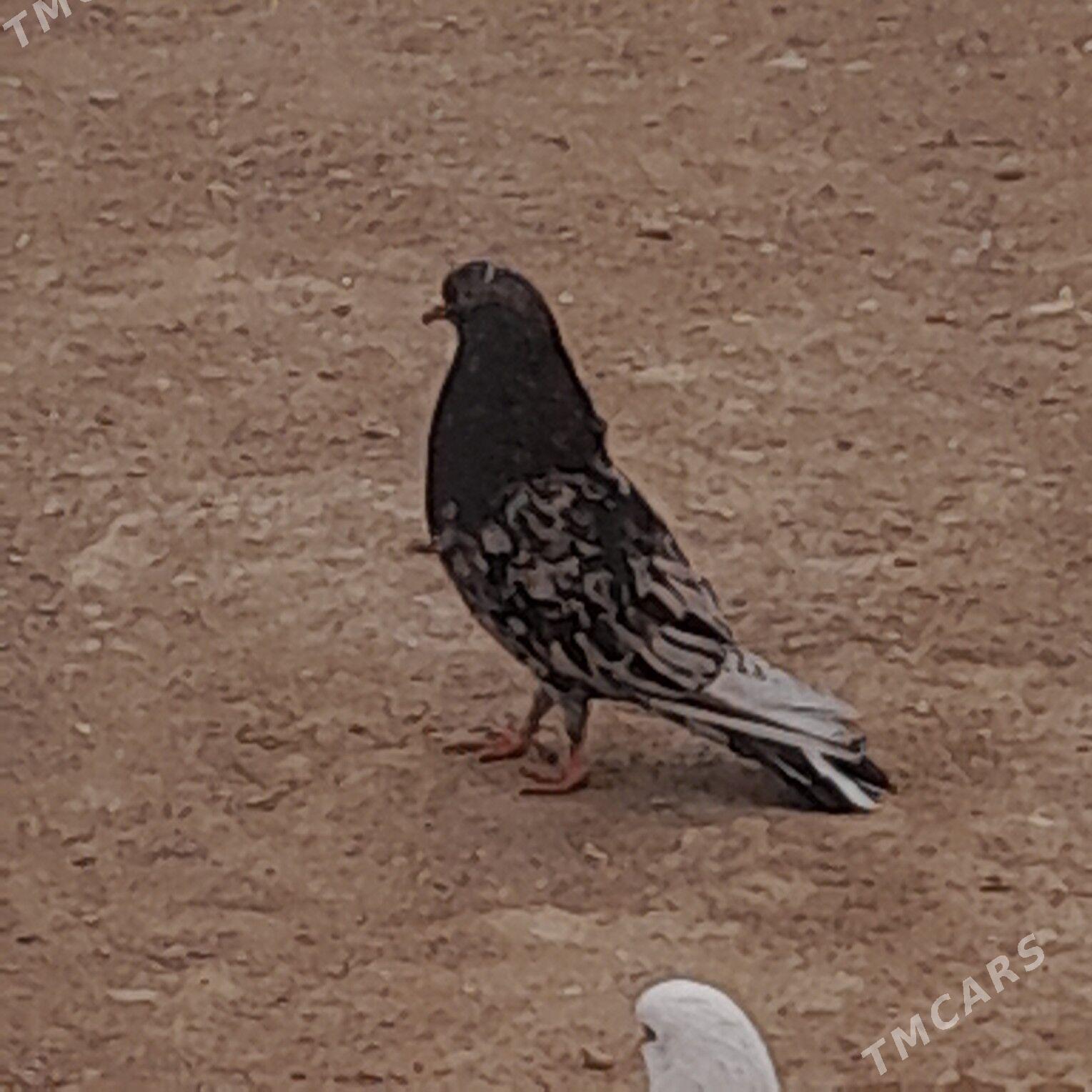 kepderi - Балканабат - img 1