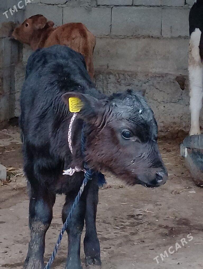 tuwe - Багир - img 1