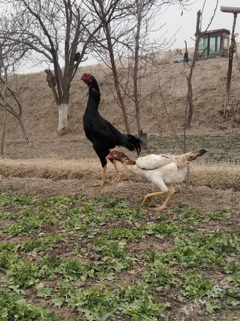 baysow yumurtga - Farap - img 1