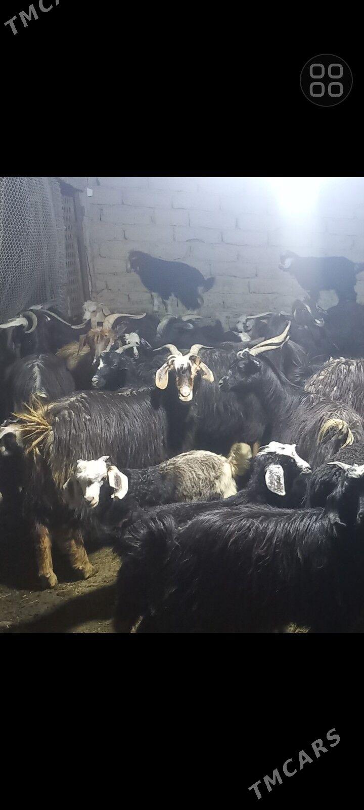 Owlakly geci - Magtymguly - img 1