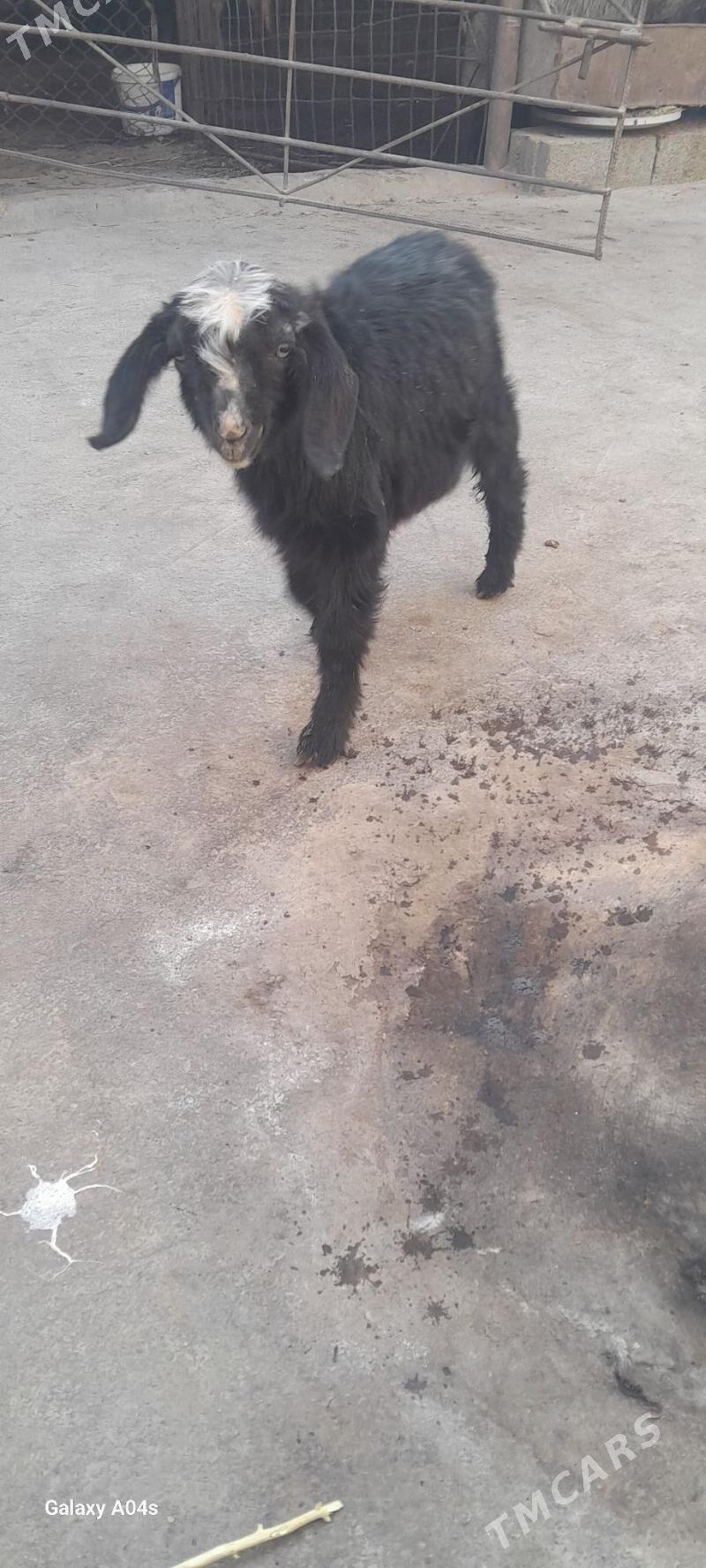 owlak - Gökdepe - img 1