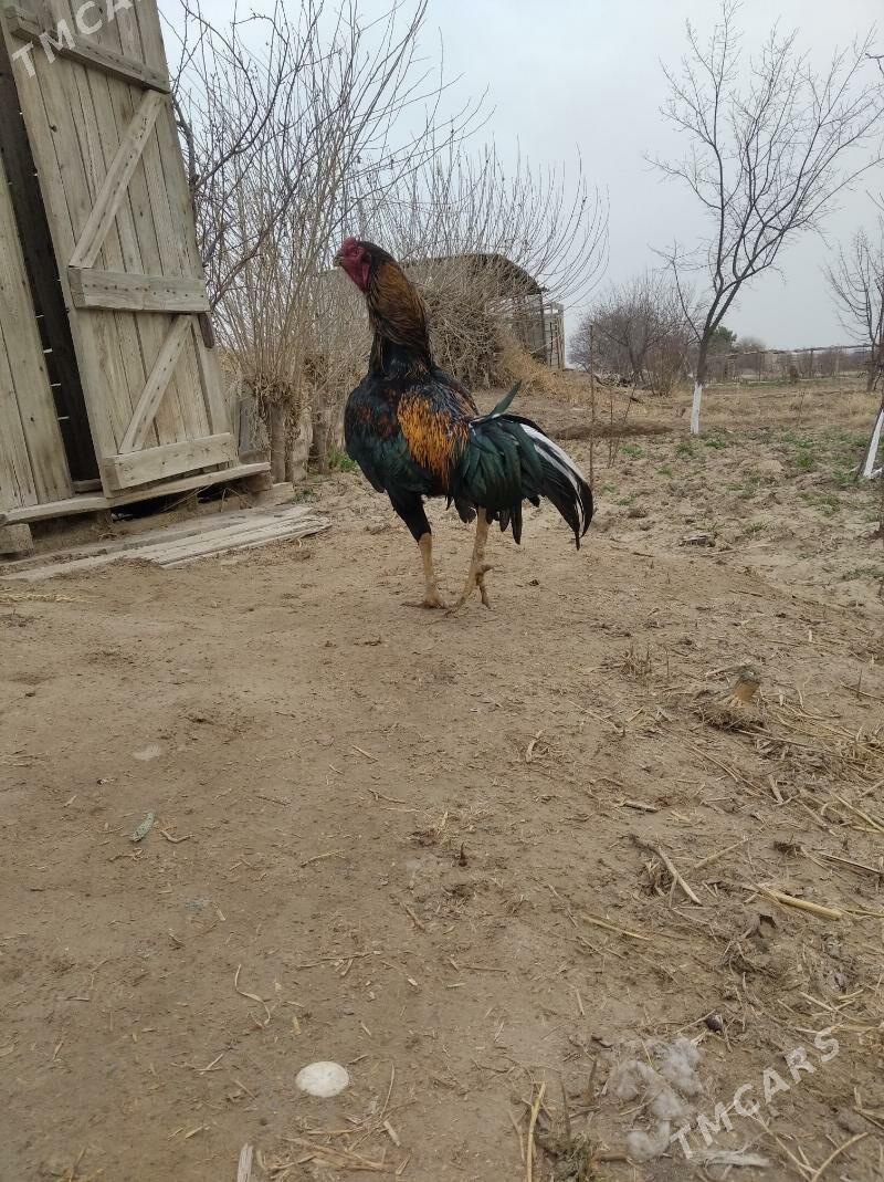 baysow horaz - Фарап - img 1