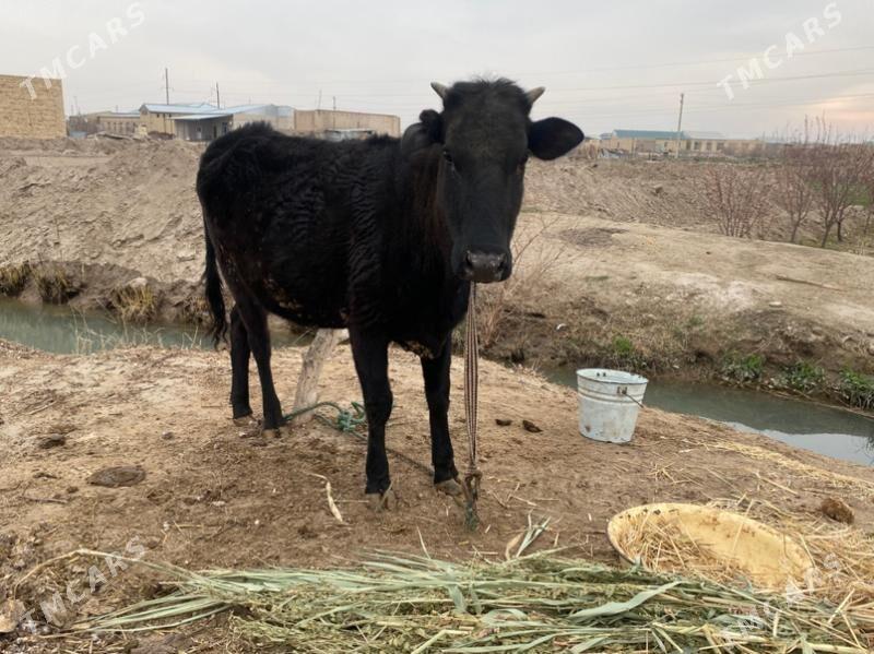 yetik bogaz - Farap - img 1