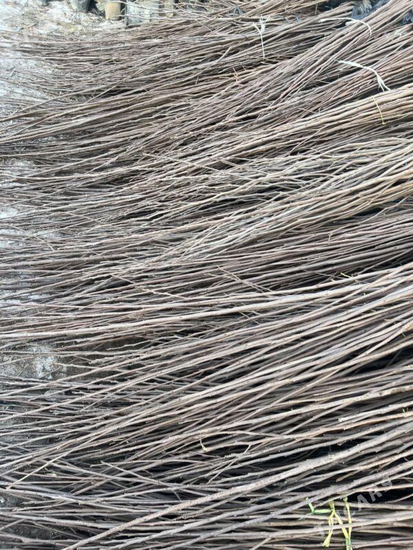 hurma bagy nahal shtil - Чоганлы - img 1