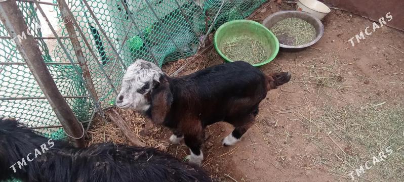 owlak - Balkanabat - img 1