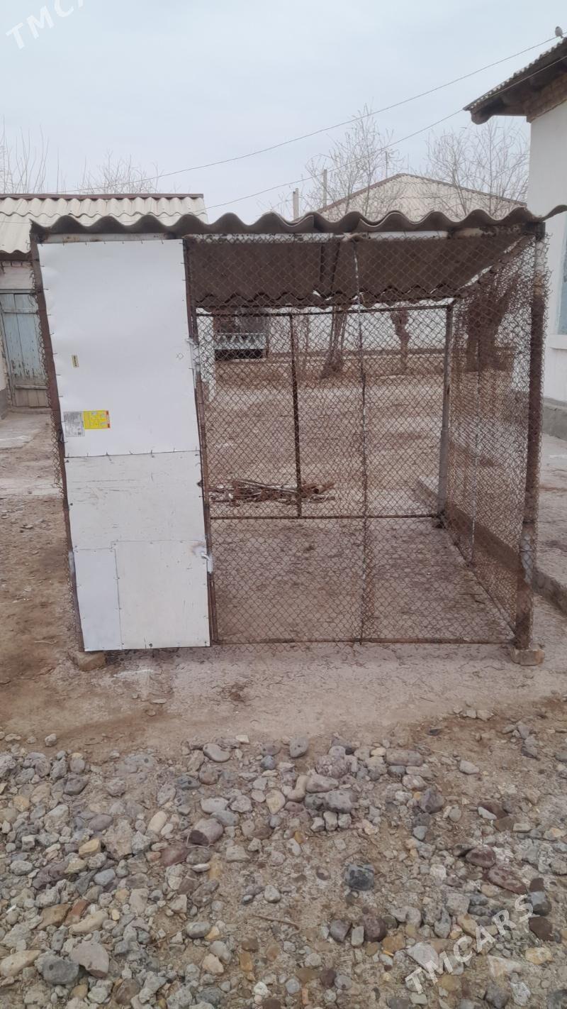 Towuk ketek - Сакарчага - img 1