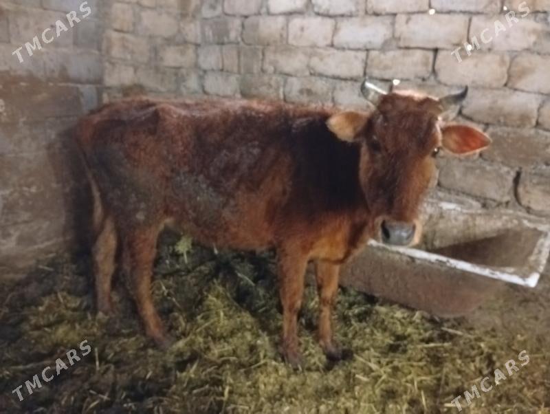 Bir.guzlan. - Gökdepe - img 1