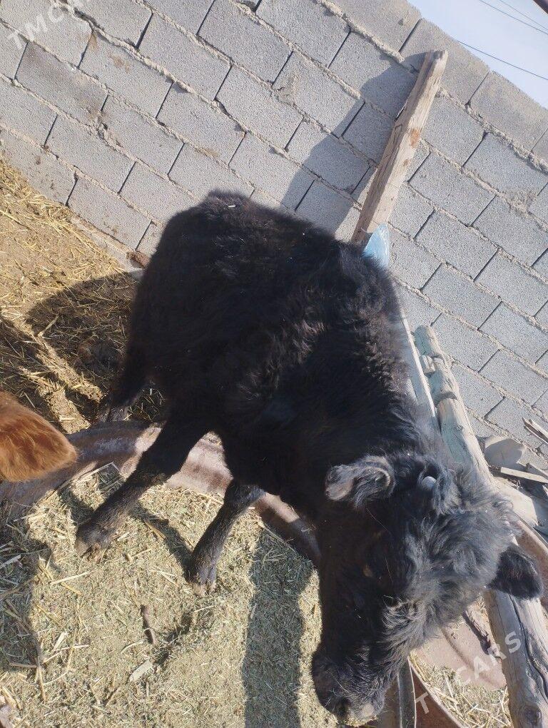 öküz - Бахарден - img 1