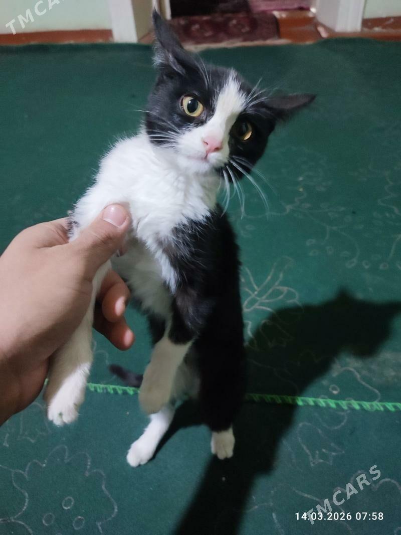 Pişik . кошка . pişijek . - Гурбансолтан Едже - img 1