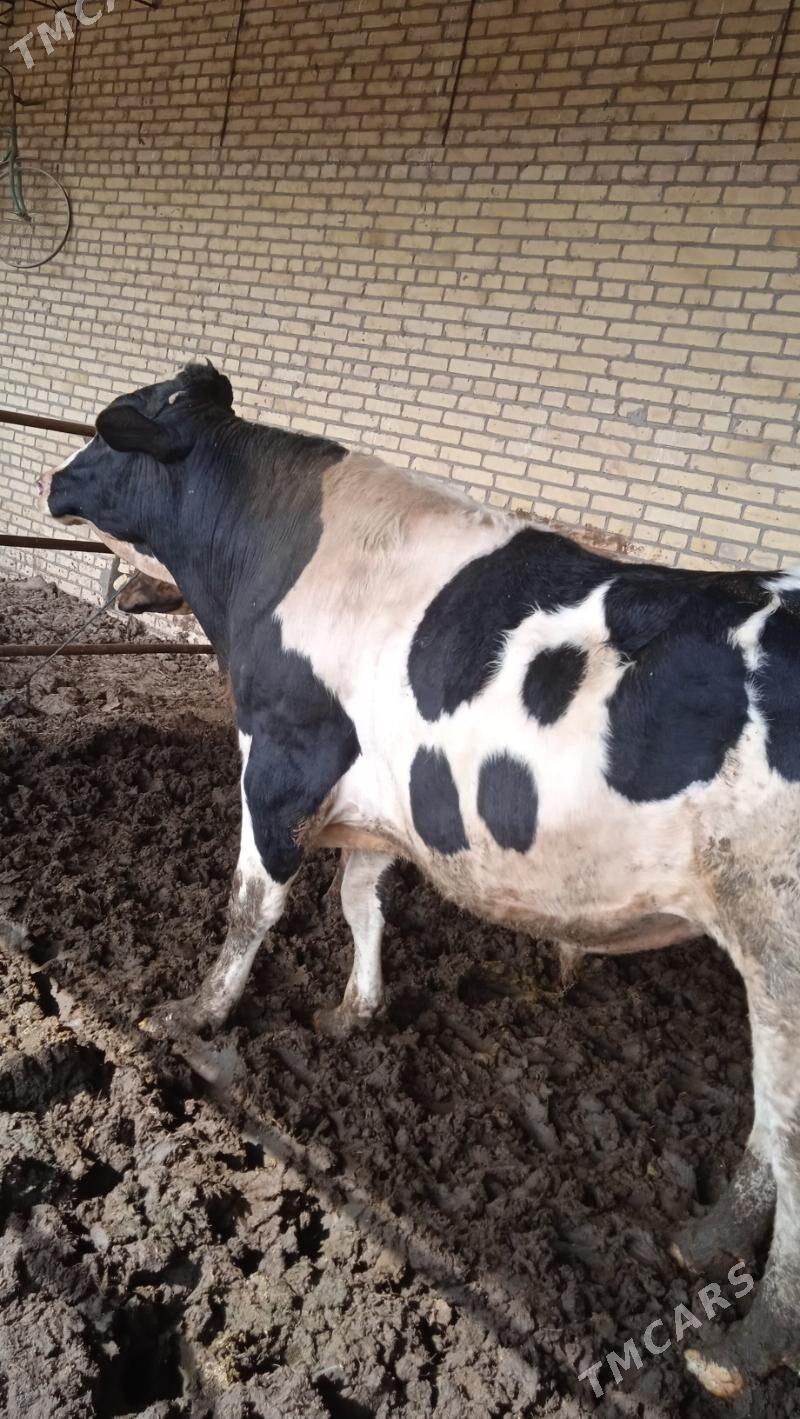 Öküz bakyl - Halaç - img 1