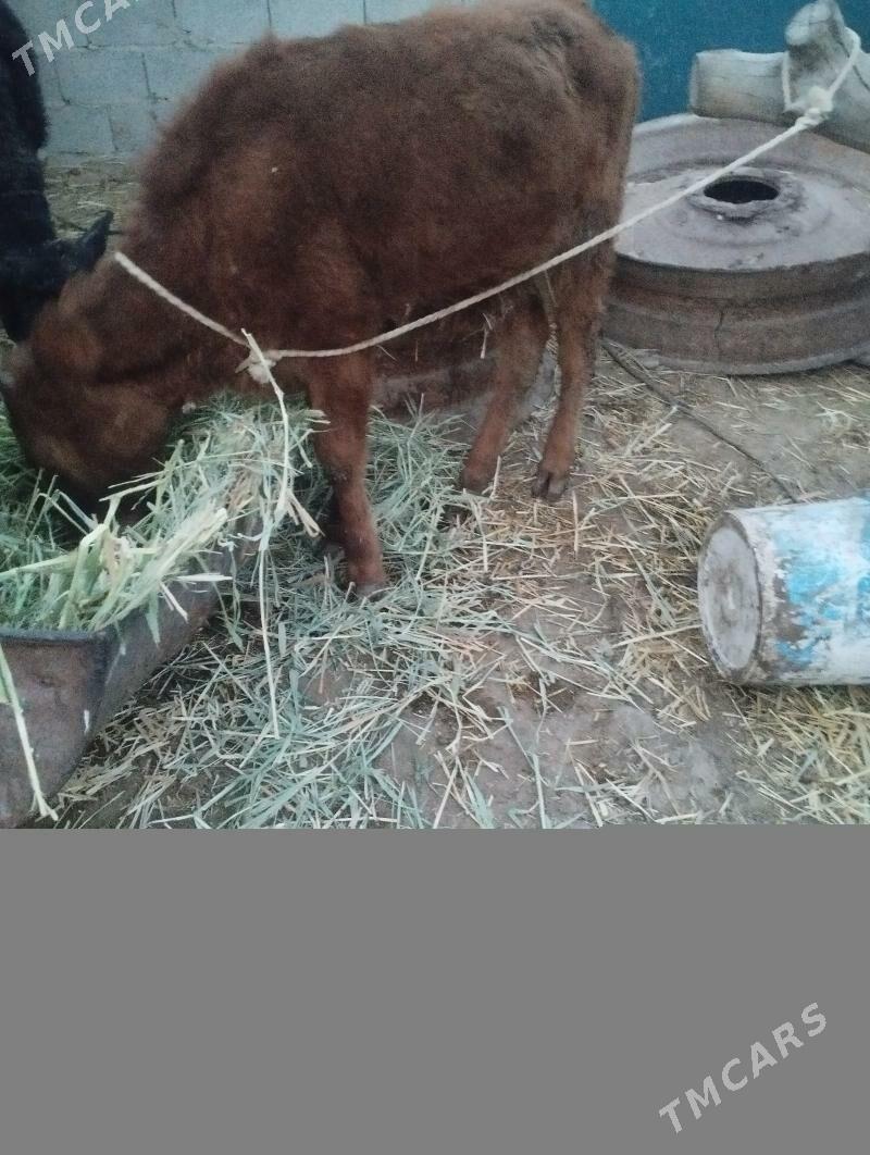 tüwe - Bäherden - img 1