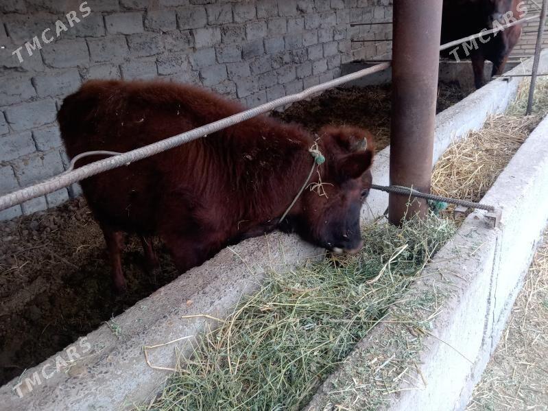 öküzçe - Дянев - img 1