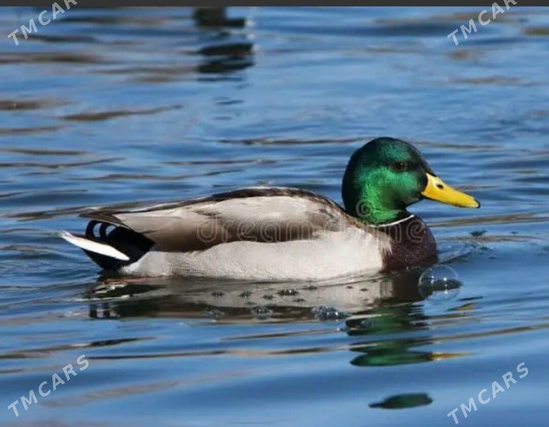 Ördek towuk induk jüje gus - Бузмеин - img 1