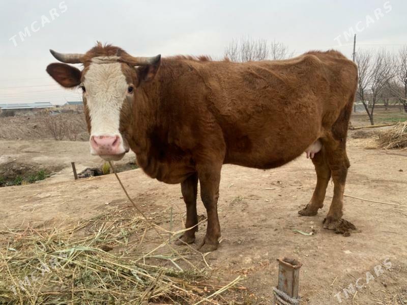 Gibrit yetik bogaz - Фарап - img 1