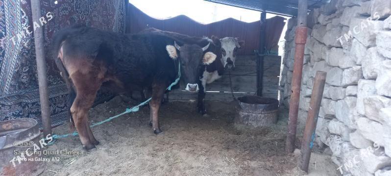 3 yas 2 sany - Gumdag - img 1