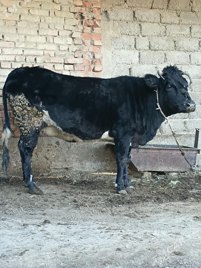 BAKYLAN GYSYR SYGYR - Bäherden - img 1