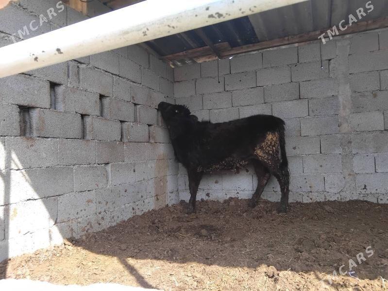 Tuwe - Ашхабад - img 1