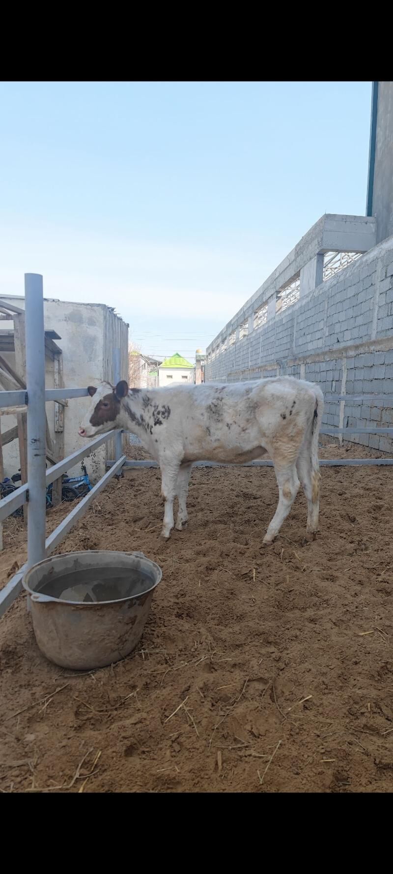 GALIŞDEYIN TUWELERI SUDLIK - Aşgabat - img 1