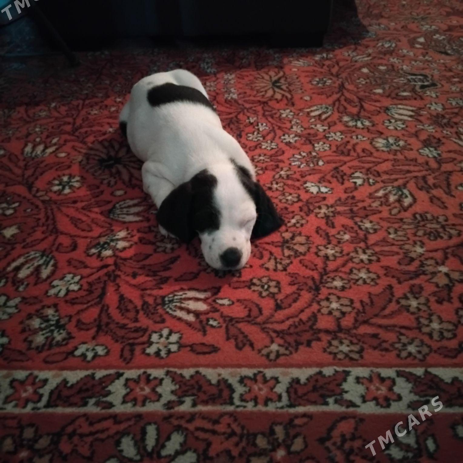 САБАКА - Гаудан "В" - img 1