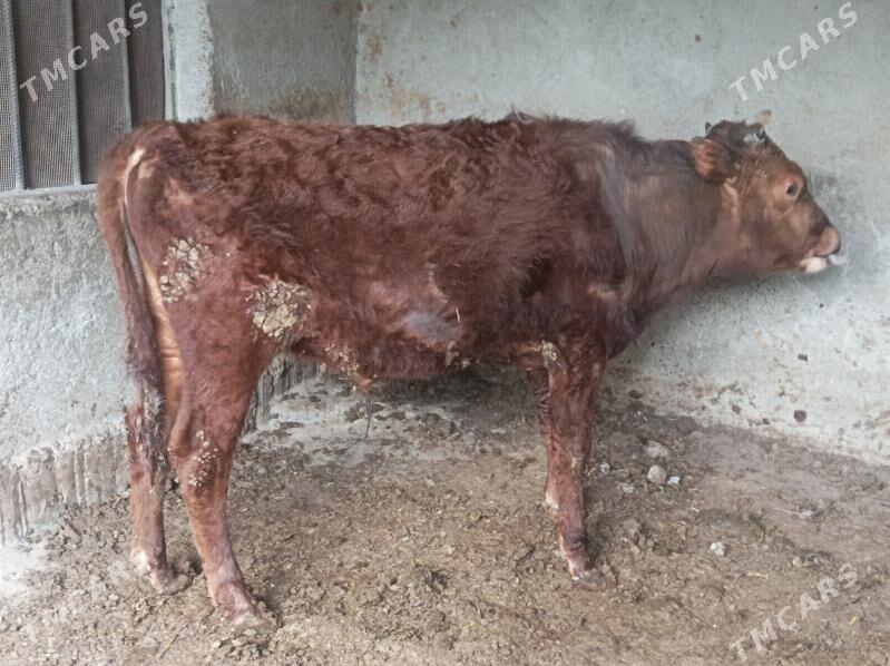 okuz - Багир - img 1