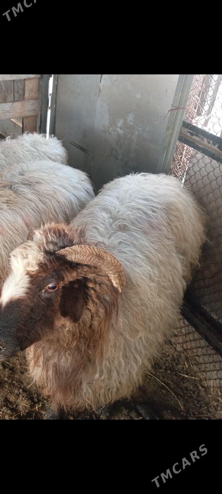 goyun - Ашхабад - img 1