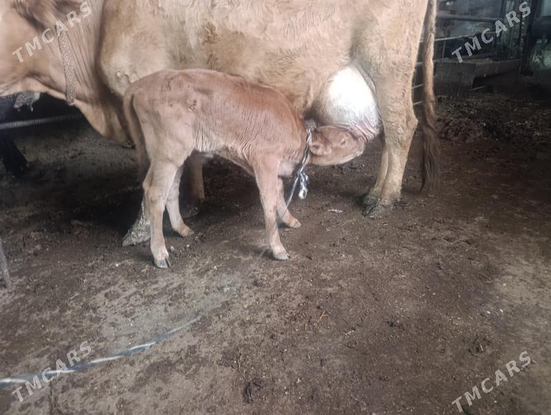 Саглык - Туркменабат - img 1