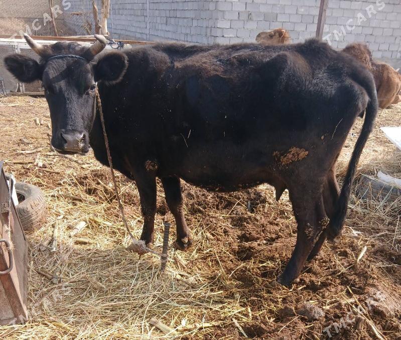 Bogaz sygyr - Яшлык - img 1