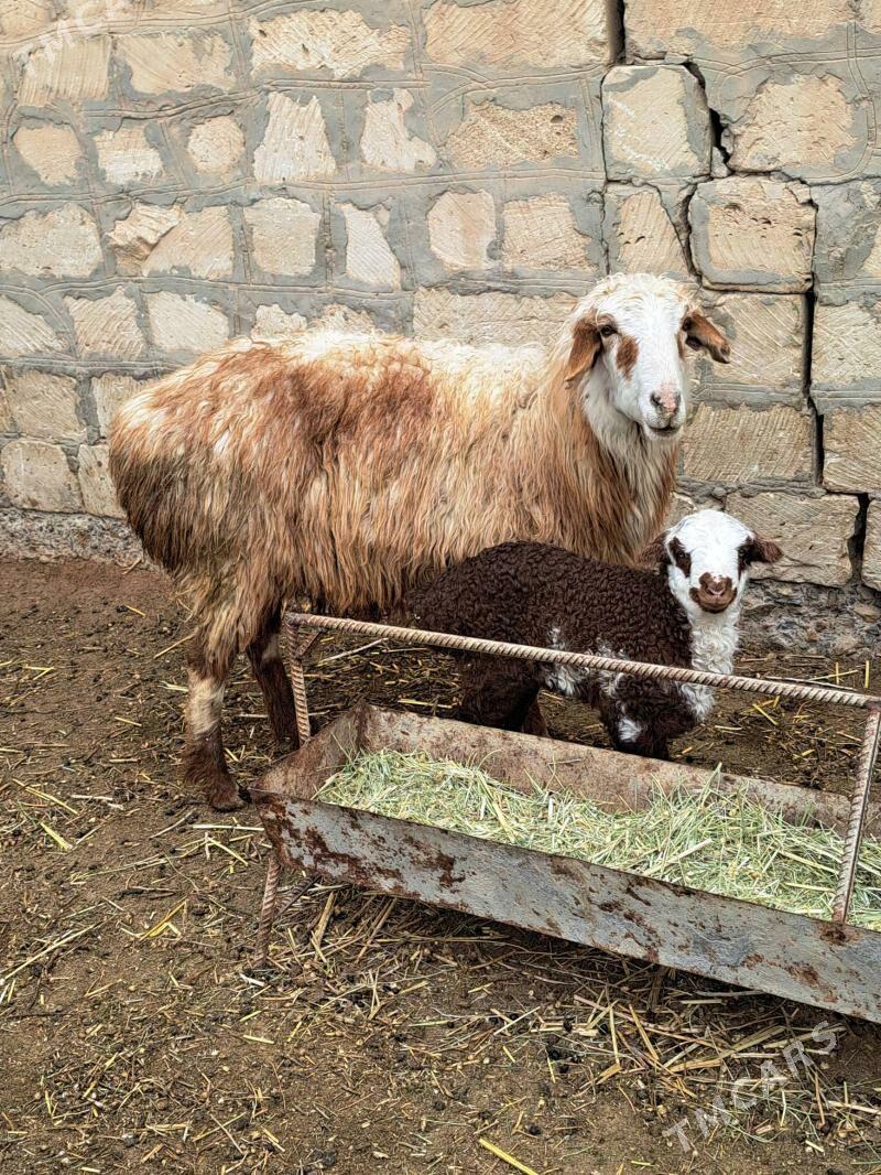 guzyly goyun geçi - Gyzylarbat - img 1