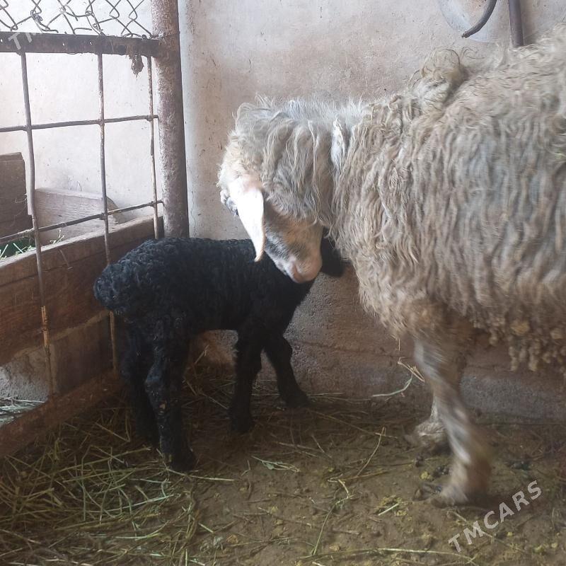 Guzyly goýun - Ýaşlyk - img 1