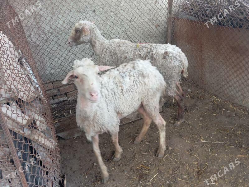 Merenos goyun - Bäherden - img 1