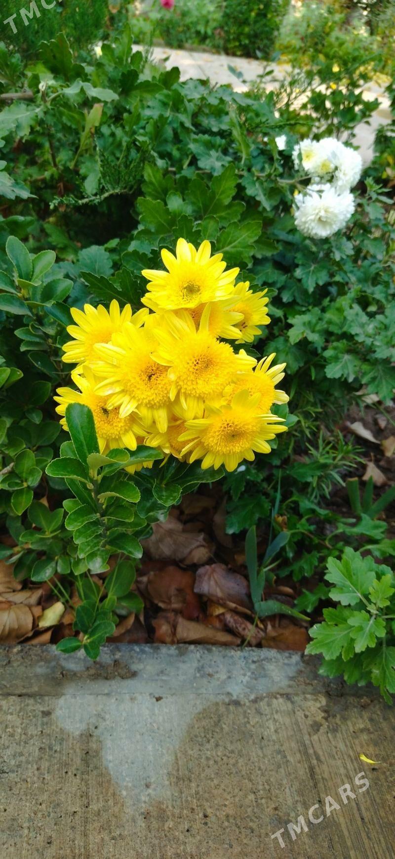 Hrizanteama, Хризантемы - Ашхабад - img 1