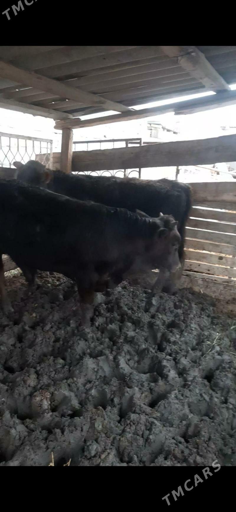 okuz - Aşgabat - img 1