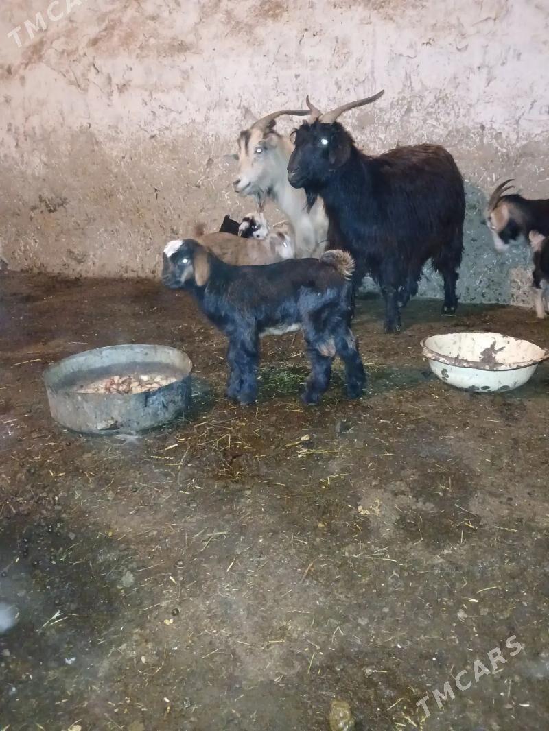 OWLAKLY GECI - Bäherden - img 1