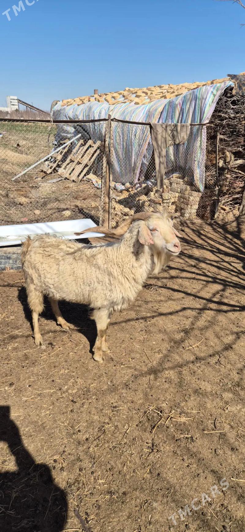 Teke - Bäherden - img 1