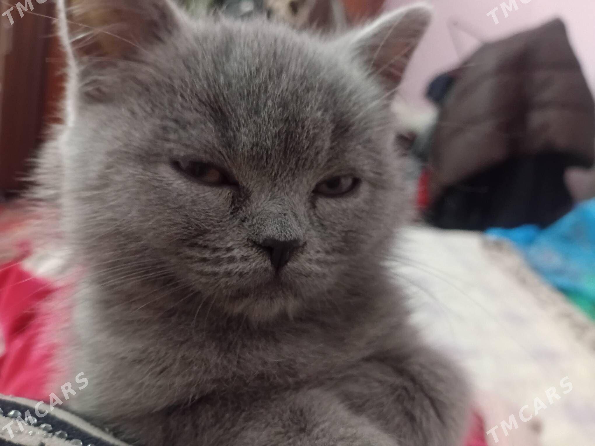 Британская девочка 5 меся - Türkmenabat - img 1