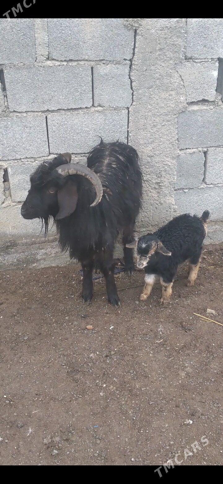 Owlakly geci - Гёкдепе - img 1