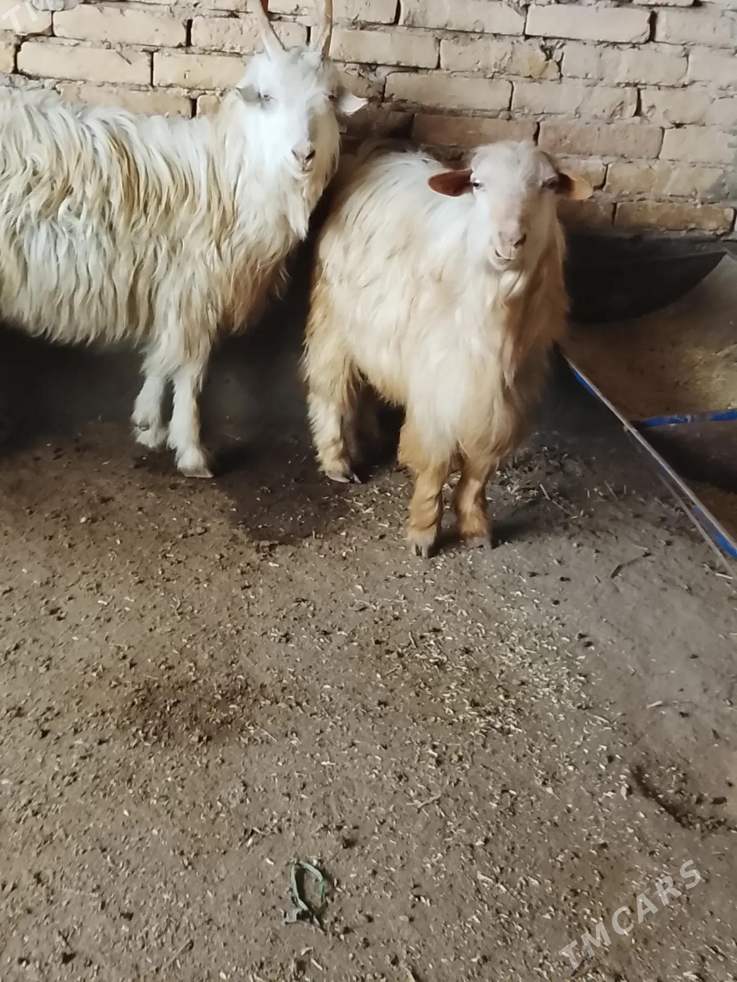 теке - Чарджоу - img 1