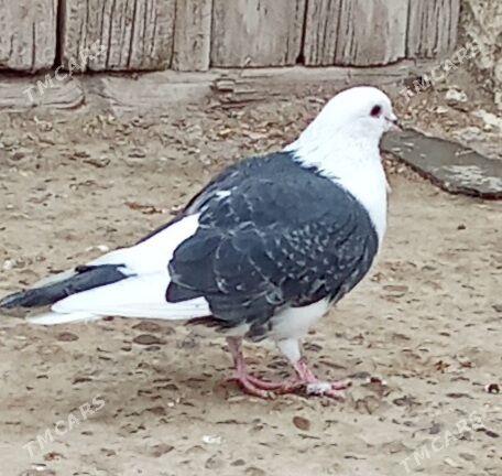 Kepderi - Гызыларбат - img 1