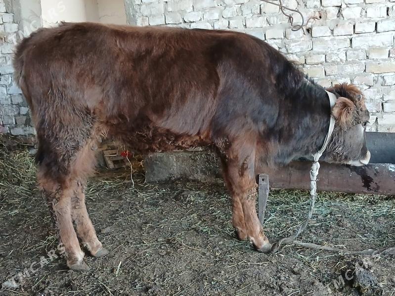 tuwe - Gökdepe - img 1