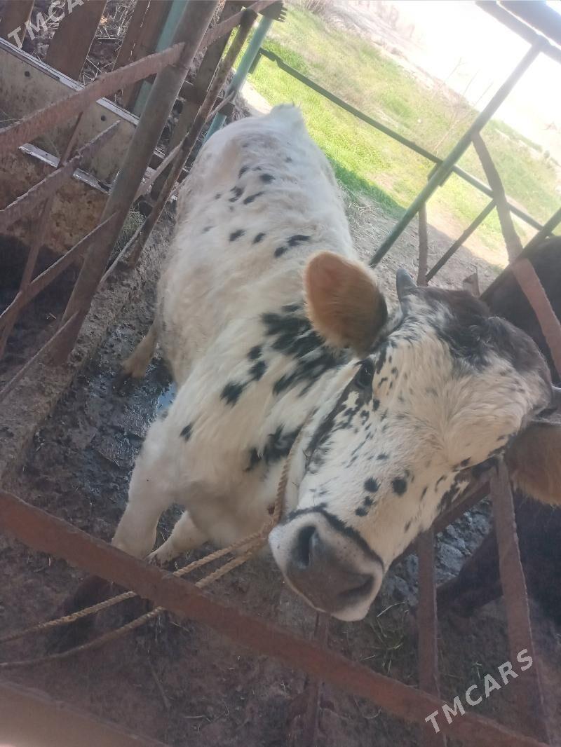 tuwe - Bäherden - img 1