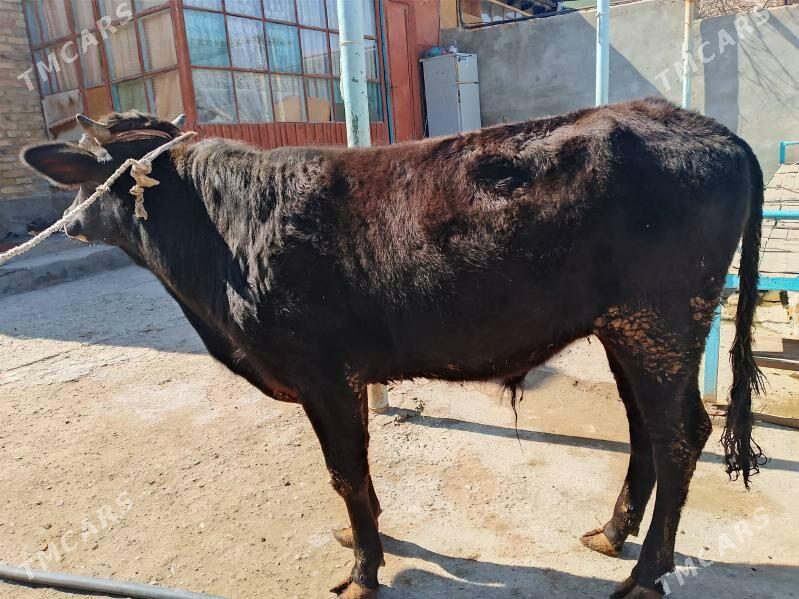 öküz - Türkmenabat - img 1