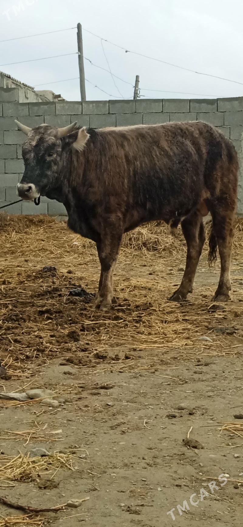 OKUZ SYGYR - Бахарден - img 1