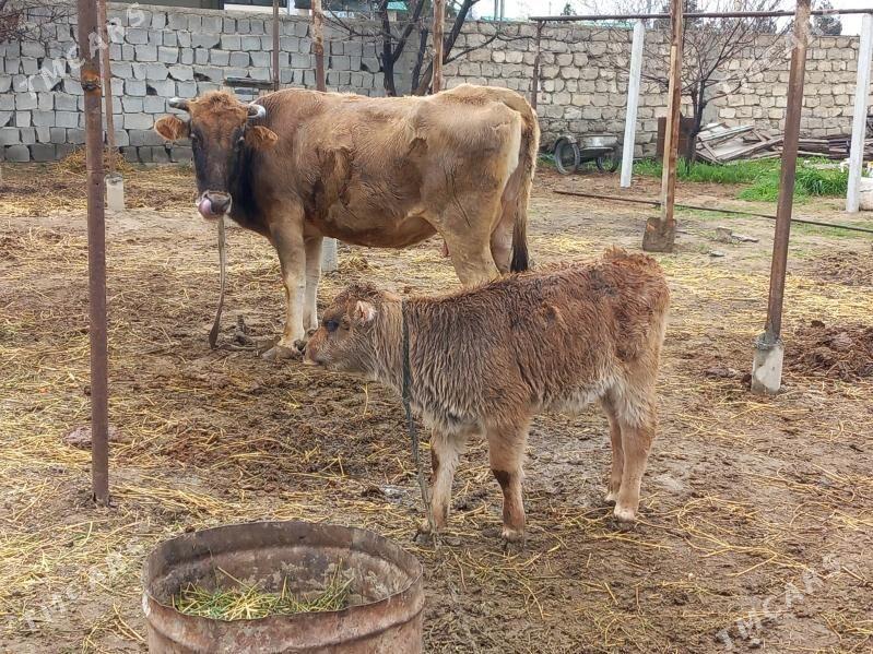 Goleli sygyr - Бузмеин - img 1