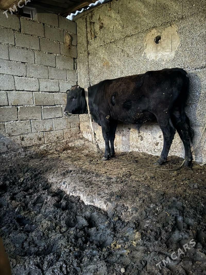 okuz - Херрикгала - img 1